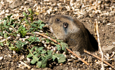 A Cute Pocket Gopher Reaching Out of Its Hole to Grab Bird Seeds