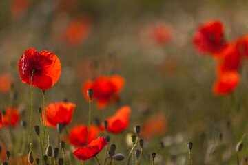 Fototapeta premium Klatschmohn (Papaver rhoeas)