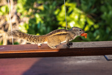 Palm squirrel stole a piece of papaya