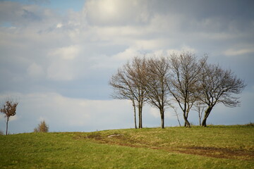 Taiga und Heide Landschaft mit Birken, Betula pendula