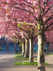 Baumreihe mit Kirschblüte
