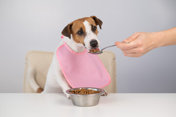 A woman feeds her pet dry food from a spoon. Dog jack russell terrier at the dining table in a bib. 