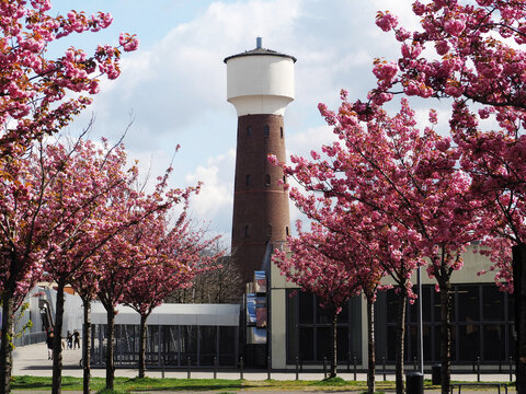 Kirschbl&uuml;te in Kalk
