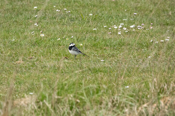 a pied wagtail (Motacilla alba) searching for food 