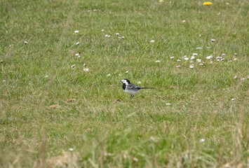 a pied wagtail (Motacilla alba) searching for food 