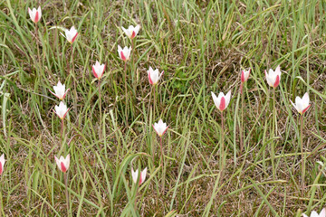 closeup the bunch pink white rain lily wild flowers with plant and green leaves in the forest natural background.