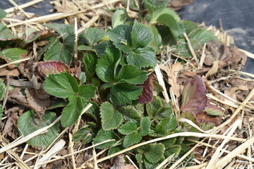 Strawberry Plant