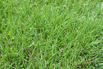 Grass