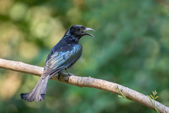 Image of Hair crested drongo bird on a tree branch on nature background. Animals.