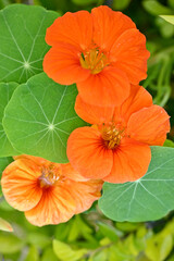 closeup the bunch orange nasturtium flowers with vine and green leaves in the garden soft focus natural green brown background.
