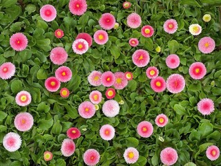 Beautiful pink  Bellis perennis daisies flowers flowerbed. © OLENA LIALINA