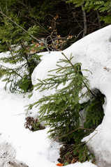 A green little pine grows in a big forest. Spring in the mountains. The concept of tourism in the mountains. Vertical orientation.