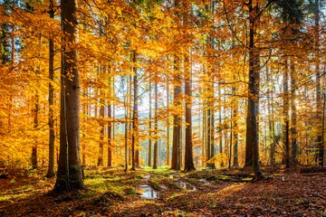 Fotobehang Forest in autumn light in the morning © tutye