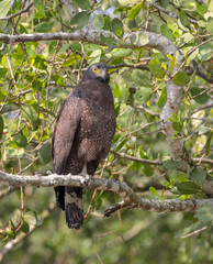 Crested serpent eagle.crested serpent eagle is a medium-sized bird of prey that is found in forested habitats across tropical Asia.