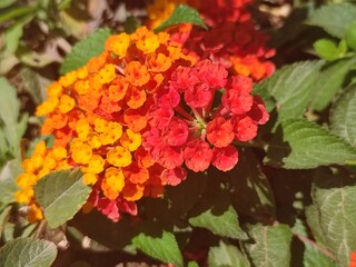 red and yellow flower