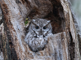 Eastern Screech Owl with Wide Open Eyes Sitting in a Tree Hole in Early Spring, Portrait