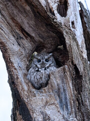 Obraz premium Eastern Screech Owl with Wide Open Eyes Sitting in a Tree Hole in Early Spring