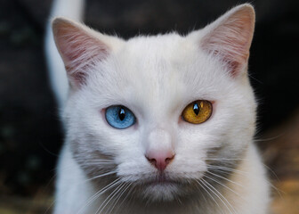 Portrait of a white cat with different eye colors. One blue eye, the other yellow.
