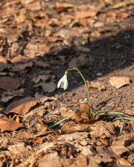 Spring bringers. First flowers in Hoia-Baciu forest