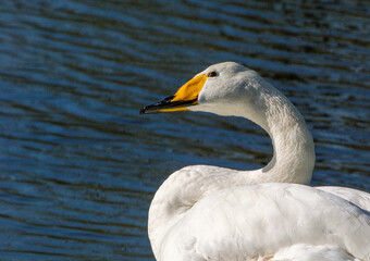 Obraz premium Natuurpark Lelystad