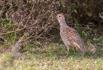 Pair of Grey Francolin one hidden