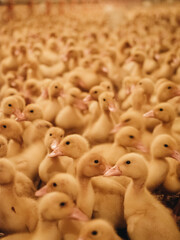 large group of healthy white chicks ducks in farm