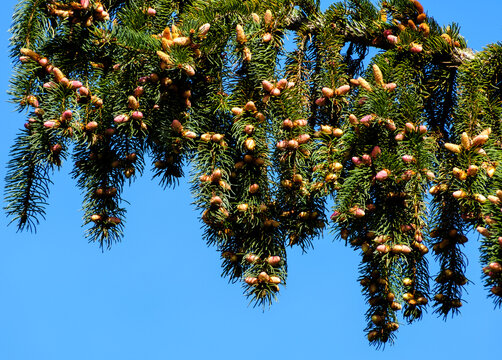 SitkaFichte Bilder Durchsuchen 635 Archivfotos, und