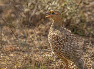 A Grey Francolin Singing in a forest