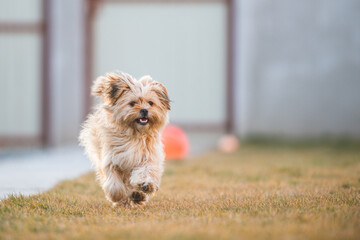 Playful havanese puppy dog is running towards camera in the yard