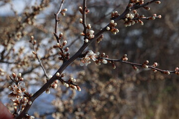 Blossoming thorn branches. Sunny spring day in the forest.