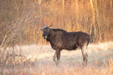 Moose on a morning walk in a forest clearing
