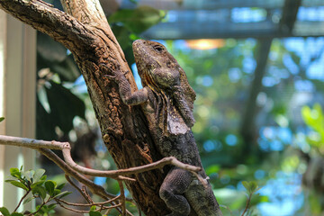 Switzerland Zurich Zoo Animal