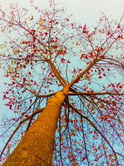 tree in autumn