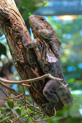 Fototapeta premium Switzerland Zurich Zoo Animal