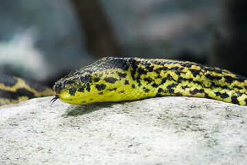Switzerland Zurich Zoo Animal