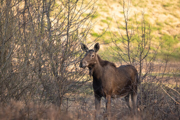 Naklejka na ściany i meble Moose on a morning walk in a forest clearing 