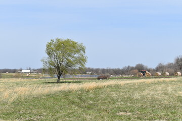 Weeping Willow Tree in a Farm Field