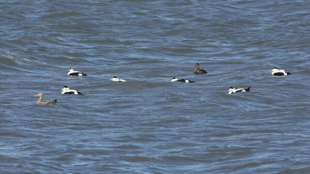 A group of eider ducks swimming in the sea in the north of Denmark at a windy day in spring.