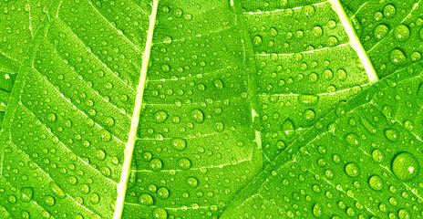 Close up rain drops on green leafs, water and Panorama water and green nature background concept