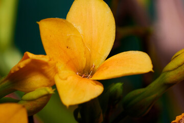 yellow flower