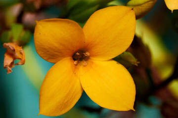 Yellow garden flower