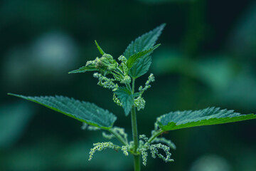 Photo of a plant nettle. Nettle with fluffy green leaves. Background Plant nettle grows in the ground