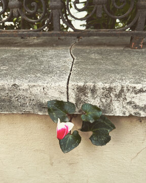 heart of roses