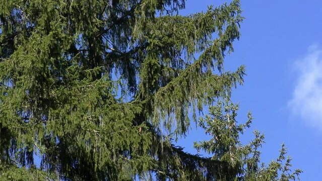 Fichten vor strahlend blauem Himmel