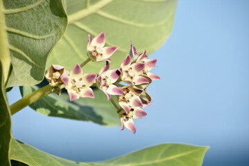 Naklejka premium Fantastic Look at Giant Milkweed Flowers Blooming