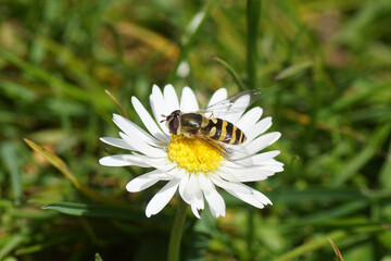 Obraz premium Close up female hoverfly Syrphus probably Syrphus vitripennis, family Syrphidae on a flower of common daisy Bellis perennis, family Asteraceae. Spring, April, Dutch garden.