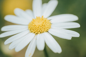 Fototapeta premium Macro photo of a flower