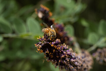 ape si posa sul fiore viola cercando il polline in primavera