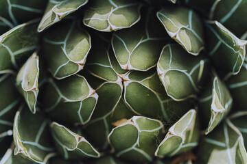 Top view of a succulent