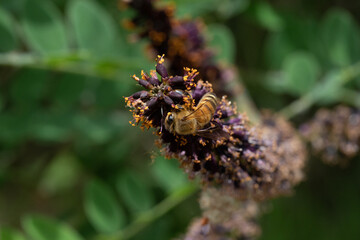 ape si posa sul fiore viola cercando il polline in primavera